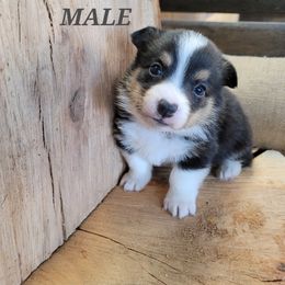Pembroke Welsh Corgi Puppies from Pinkyella Corgis