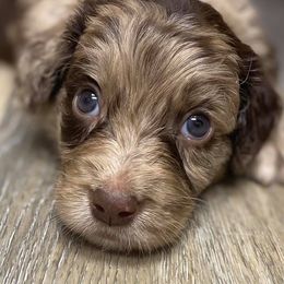 Aussiedoodles from Anne's Doodles