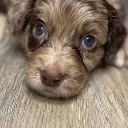 Aussiedoodles from Anne's Doodles
