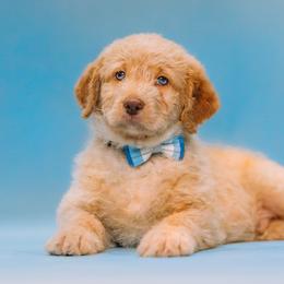 Aussiedoodle and Labradoodle Puppies from Doodles on Duty