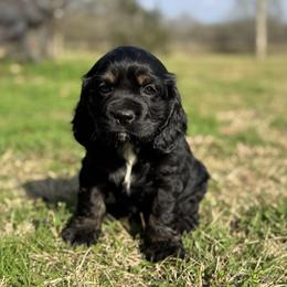 Pepper - Black white and tan male Cocker Spaniel puppy in Lake, Mississippi from MGs Cockers