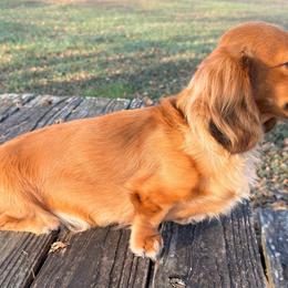 Ruby - Dachshund