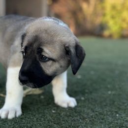 Anatolian Shepherd Dog Puppies from WanderDogs.Co