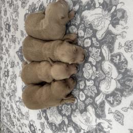 Dachshund Puppies from Cajun Pawfection
