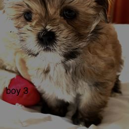 Lhasa Apso Puppies from Tibetan Tails