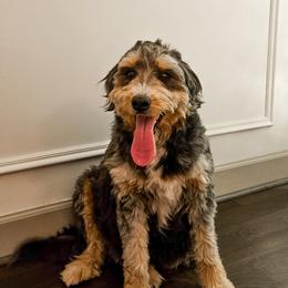 Stella - Bernedoodle