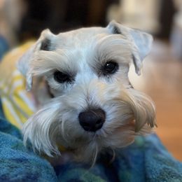 Louie - Miniature Schnauzer
