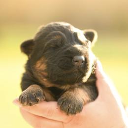 Indigo - Black and red female German Shepherd puppy in Canton, Texas from WILDWOOD GERMAN SHEPHERDS