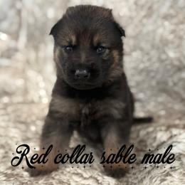Red collar - Sable male German Shepherd puppy in Canterbury, Connecticut from Nachtwaechter German Shepherds, LLC