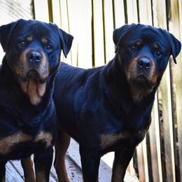 Rottweiler All Grown Up from BelovedK9 Rottweilers