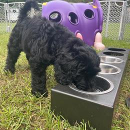 Scout (Green) - Black male Goldendoodle puppy in Ocala, Florida from Hancock Place Doodles