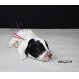 Sangria - Black and white female Cockapoo puppy in Mancelona, Michigan from Lavender poodles & doodles