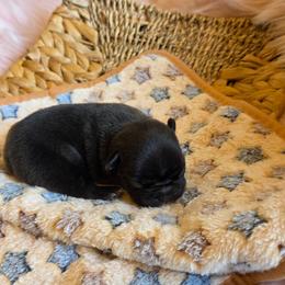 (F2) - Brindle and white female French Bulldog puppy in Springfield, Missouri from #1 Frenchies aka Nokie's Bullies