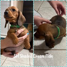 Boy 5 - Sable male Dachshund puppy in Houma, Louisiana from Portier’s Mini Dachshunds