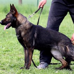 Iza - German Shepherd