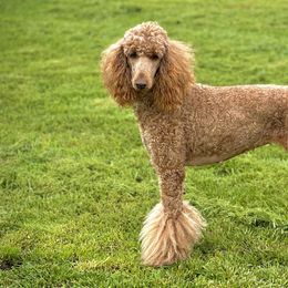 Poodles from Rolling Meadows Ranch Poodles