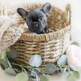 French Bulldog Puppies from Wind Ridge Frenchies