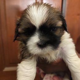 Black Collar Boy - Black and tan male Shih Tzu puppy in Hemet, California from Kimberly's Heavenly Shih Tzus