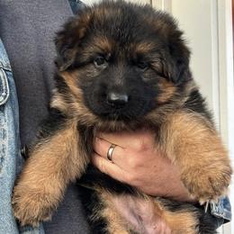 Purple girl - Black and red female German Shepherd puppy in Humboldt, Iowa from Valiant Shepherds