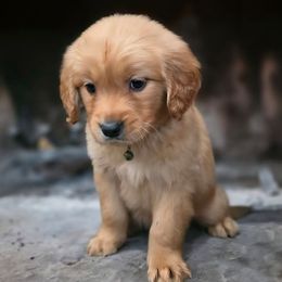 Green Bean - Golden male Golden Retriever puppy in Eugene, Oregon from Oregon's Legendary Goldendoodles