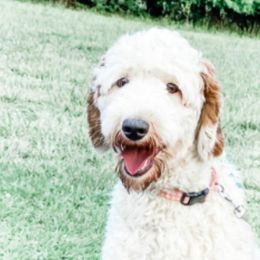 Trudie - Goldendoodle