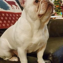 French Bulldogs from Whispering Hope Frenchies