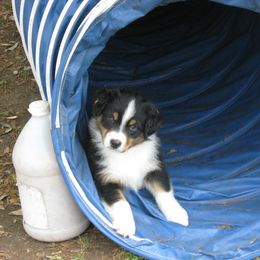 Australian Shepherd Puppies from Madalay Aussies