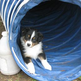 Australian Shepherd Puppies from Madalay Aussies