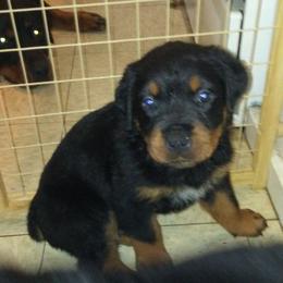 Rottweiler Puppies from Gregory Mulkey's Rottweilers