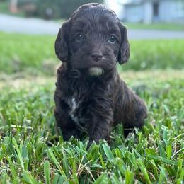 Coco - Brown and white female Cockapoo puppy in Tallahassee, Florida from Panhandle Pups