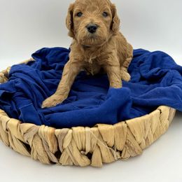 Cavapoo, Goldendoodle, and Poodle Puppies from New Moon Farm Canines
