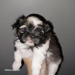 Winston - Brindle male Shih Tzu puppy in Arcadia, Florida from Kitsune Cuddles and kisses