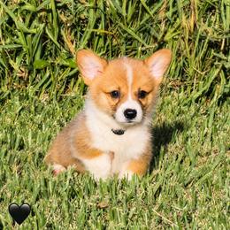 Mochi-Black Collar Boy - Red male Pembroke Welsh Corgi puppy in Yulee, Florida from Pembroke Welsh Corgis at Belle Haven