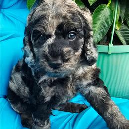 Athens - Merle male Cockapoo puppy in Indiahoma, Oklahoma from Phamily Doodles