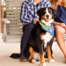 Teddy - Bernese Mountain Dog