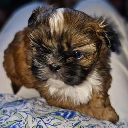 Small gold boy - Red male Shih Tzu puppy in Dixon, Illinois from Sharon's Pups