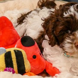 Cockapoo Puppies from Benji’s Cockapoos