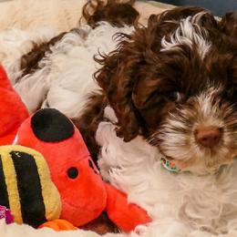 Cockapoo Puppies from Benji’s Cockapoos