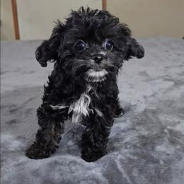Tiny pumpkin - Black female Cavapoo puppy in Copan, Oklahoma from Tatums cavapoos