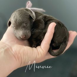 Poodle Puppies from Agape Standard Poodles