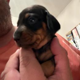 Black and tan female - Black and tan female Dachshund puppy in Rome, Georgia from Jade’s Dachshunds