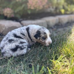 Boy 1 - Blue merle male Australian Shepherd puppy in Berne, Indiana from White Silo Aussies