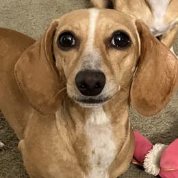 Dachshunds from Robbins Nest