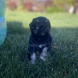 Miniature Schnauzer Puppies from Debbie Melton