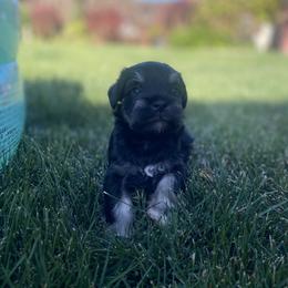 Miniature Schnauzer Puppies from Debbie Melton