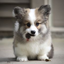 Pembroke Welsh Corgi Puppies from Cosmere Corgis
