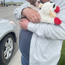 Boston Terrier Puppies from Angie's Little Bostons