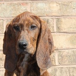 Ginger - Colombian Fino Hound