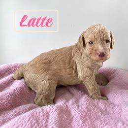 Latte - Cream female Poodle puppy in Ellenburg Center, New York from Kristin's Puppies