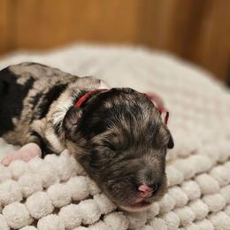 Maroon - Merle female Bernedoodle puppy in Shelby, North Carolina from Forever Grateful Doodles
